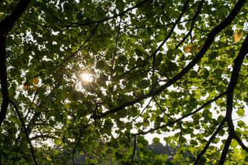 Bright sun rays shining through lush green tree canopy with dense foliage creating natural sunburst effect in summer forest. Sunlight filtering, natural beauty and peaceful woodland atmosphere.
