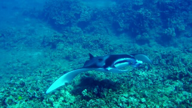 The sea devil stingray swims in the sea