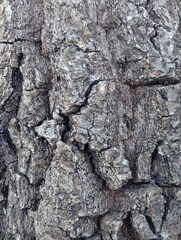 bark of a tree
