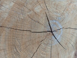 cross section of tree trunk