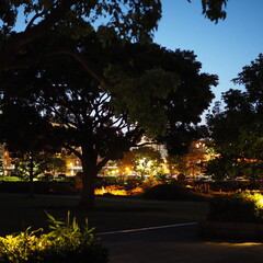 Obraz premium Night park with illuminated trees and city lights 夜の公園 木々と街の灯り