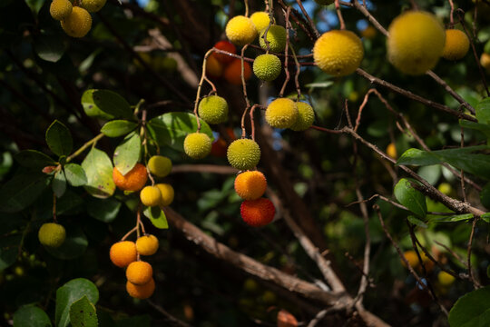Frutos del madro&ntilde;o