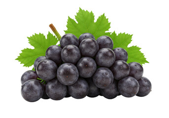 Isolated fresh black grapes with green leaves and glistening water drops a healthy organic fruit snack ready to eat