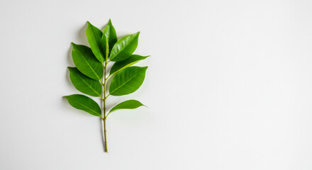 Obraz premium Fresh green leaves on a clean white background, symbolizing new beginnings, natural beauty, and eco-friendly concepts. A minimalist composition perfect for various design projects