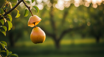 Golden pear dangling precariously from a branch, sunlight filtering through the orchard leaves, a symbol of nature's bounty