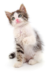 Fluffy kitten with green eyes sitting isolated on white background