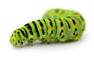 Caterpillar of swallowtail butterfly isolated on white background