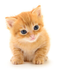 Ginger kitten with blue eyes isolated on white background