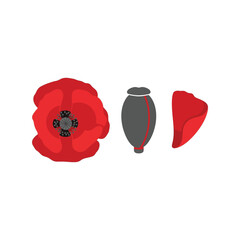 Red poppy flower petal seed pod isolated graphic element vector