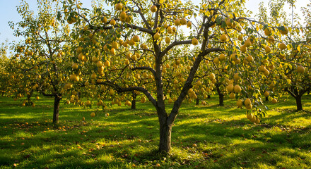Vibrant yellow fruits abundantly hanging on lush green trees in a serene sunlit orchard, showcasing a bountiful harvest and healthy growth in an idyllic agricultural landscape