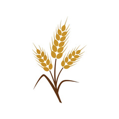 Golden wheat stalks fresh harvest organic agriculture food ingredient nature vector