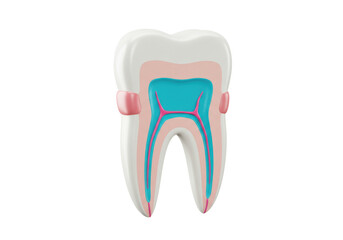 Tooth cross section PNG illustration isolated on transparent background for dental education and healthcare visuals