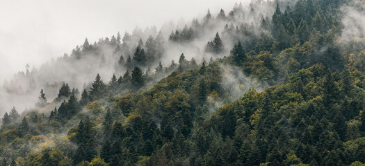Clouds and mist swirling through pine trees covering a mountainside, scenic panoramic nature photo