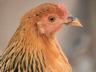 Backyard Egg Laying Chicken Portrait Sustainable Farming Homesteading