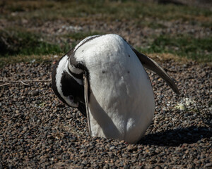pinguino de magallanes en la tarea de despiojarse luego de salir del mar y estando al sol 