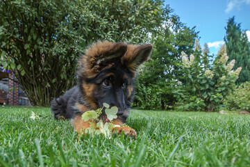 An adorable long-haired German Shepherd puppy lies on a bright green lawn, examining a flower or a leafy twig. The puppy has a black and tan coat and cute, upright ears.