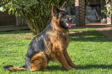 A large, long-haired dog similar to a German or East European Shepherd, with a black and tan coat, runs or walks briskly across a well-kept green lawn in a sunny backyard.
