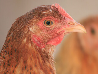 Backyard Egg Laying Chicken Portrait Sustainable Farming Homesteading