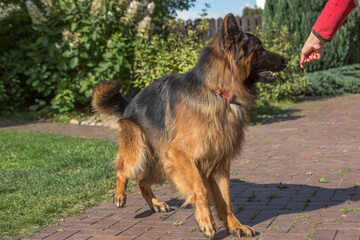 A large, long-haired, black and tan German Shepherd stands on a brick-paved path in a yard on a sunny day.