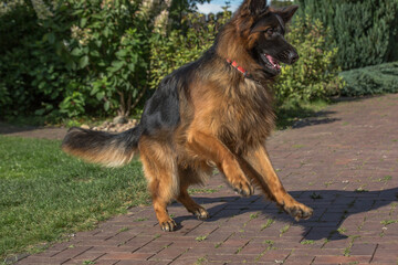 A large, long-haired, black and tan German Shepherd stands on a brick-paved path in a yard on a sunny day.
