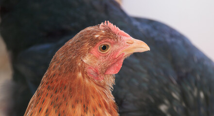 Backyard Egg Laying Chicken Portrait Sustainable Farming Homesteading