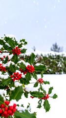 Winter Holly Berries