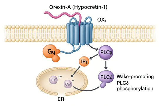 Orexin-A (Hypocretin-1) Receptor OX1 Signaling Pathway Leading to Wake-Promoting PLC&delta; Phosphorylation