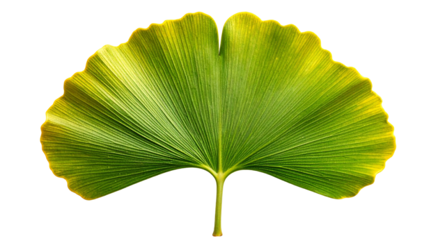 A single vibrant green ginkgo leaf isolated on a white background.