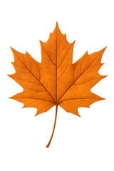 Fototapeta premium Fallen autumn maple leaf isolated on white