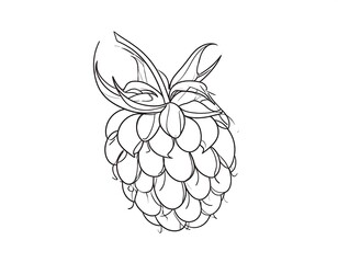 Detailed line drawing of a raspberry