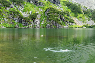 Ducks swimming in emerald mountain lake with dramatic rocky cliffs covered in green vegetation reflecting in crystal clear water. Concept of alpine wildlife sanctuary and undisturbed natural habitat.