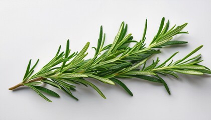 Fototapeta premium fresh rosemary sprig on a white background