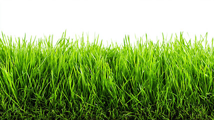 Obraz premium Lush green grass with vibrant blades against a white background. Ideal for nature themes and landscaping concepts.