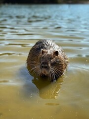 Nutria with dark fur eating a carrot in the water. Close-up of a semi-aquatic rodent, also known as a coypu or river rat, in a natural environment.
