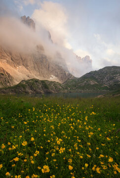 Low clouds over Monte Civetta mountain with wildflowers growing in a meadow in the foreground, Dolomites, Belluno, Veneto, Italy