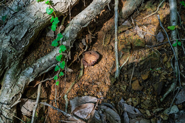 어떤 버섯과 담쟁이덩굴 