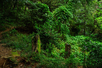 나무 그루터기가 있는 풍경 