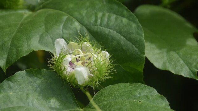 scarlet passion fruit flower or passiflora foetida tropical herb growing in backyard garden