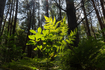 Sunlit green fern fronds and forest plants glowing in natural light among dark tree trunks in dense woodland. Concept of forest understory, botanical photography and wild vegetation in natural habitat © Maryia
