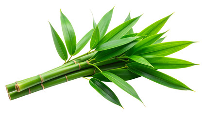 Fresh Green Bamboo Shoots and Leaves.