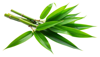 Fresh green bamboo stalk with vibrant leaves isolated on white background.