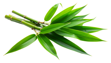 Fresh green bamboo stalk with vibrant leaves isolated on white background.