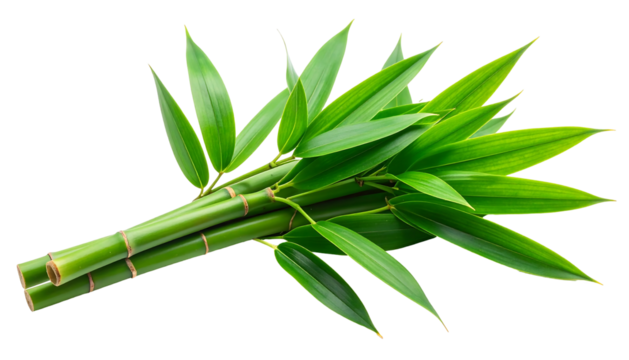 Fresh Green Bamboo Shoots and Leaves.