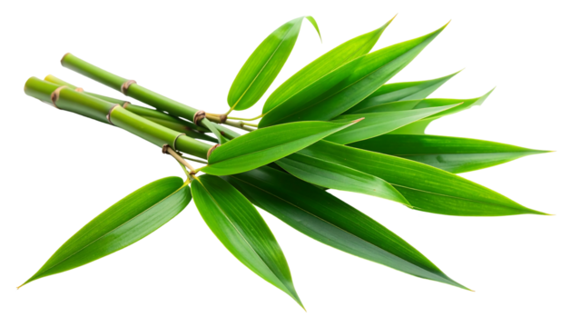 Fresh green bamboo stalk with vibrant leaves isolated on white background.