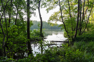 Serene forest lake view through green trees with calm water reflections and fallen logs creating peaceful natural sanctuary. Concept of harmony, meditation and tranquil wilderness retreat.