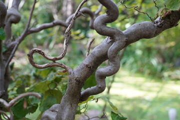 Twisted Branches in Garden