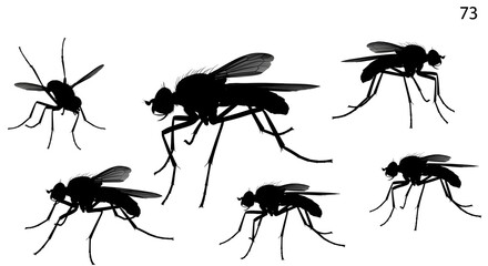 Silhouetted flies isolated on white background showing different poses and angles