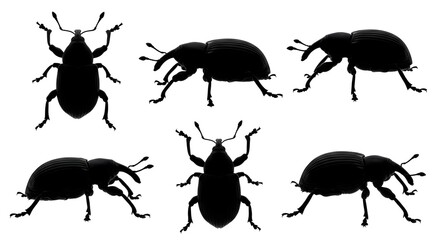Weevil silhouettes isolated on white background showcasing different poses and angles