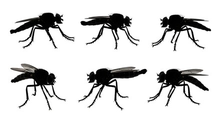 Fly silhouettes isolated on white background showcasing different poses and angles