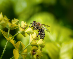 Bee pollinating on a yellow spurge flower blossom